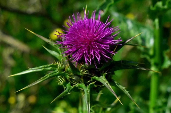 Silybum marianum, Milk Thistle