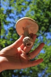 mushroom held in the hand