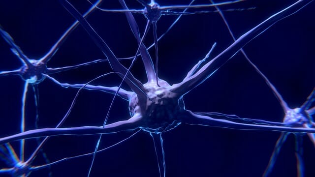 neuron, nerve cell