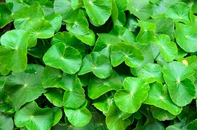 Gotu kola, Centella asiatica