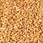 wheat grain