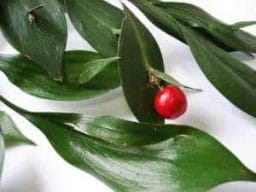 barbed ruscus
