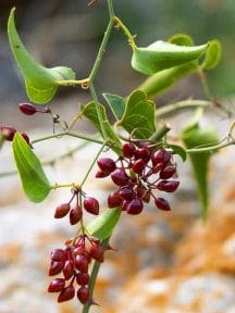 Japanese knotweed