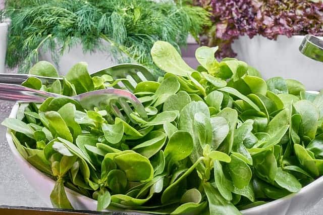 lettuce in a bowl