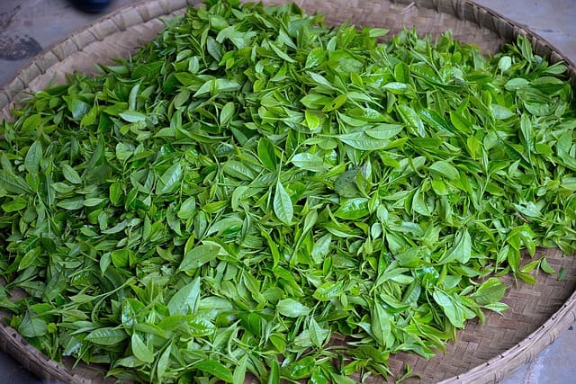 green tea - fresh leaves