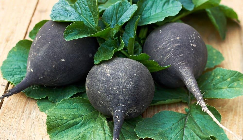Three black turnips with leaves