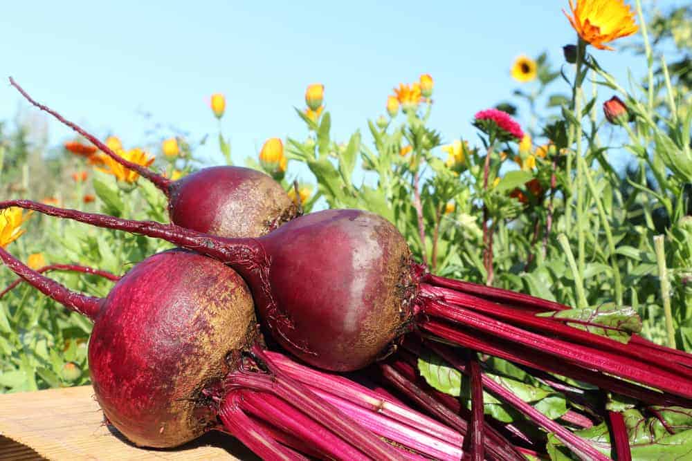  Three black turnips, meadow in the background