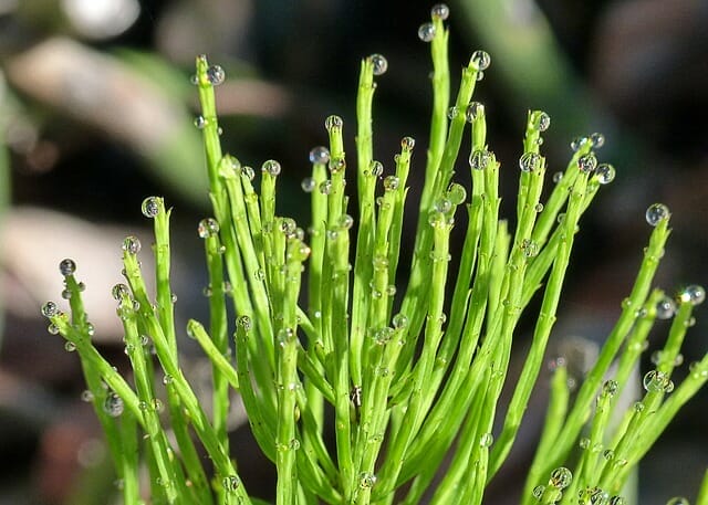 Field horsetail