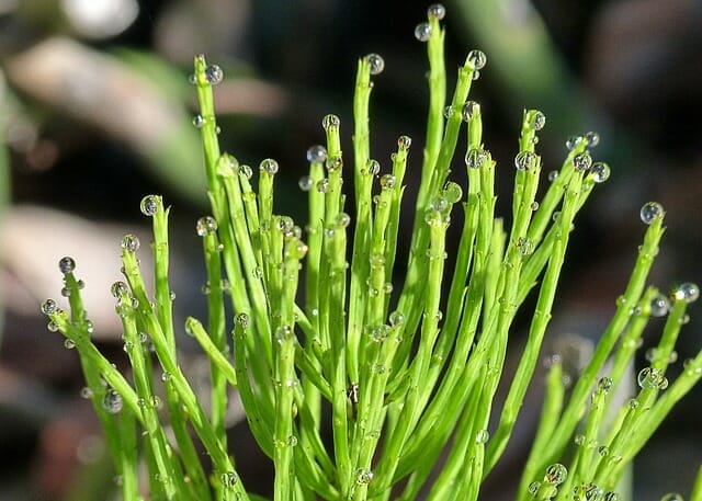  Field horsetail