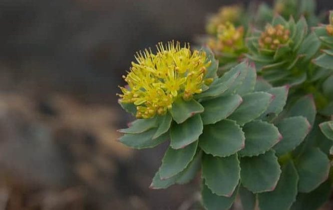 Rhodiola rosea