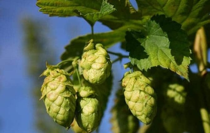 hops
