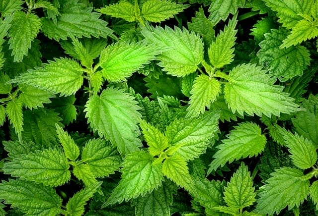 Nettle shrubs