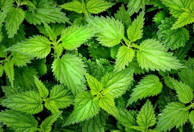  Nettle shrubs