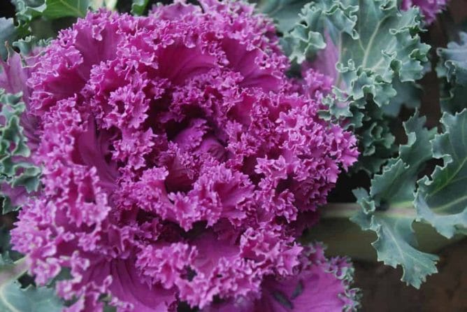 Kale