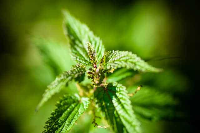 Nettle
