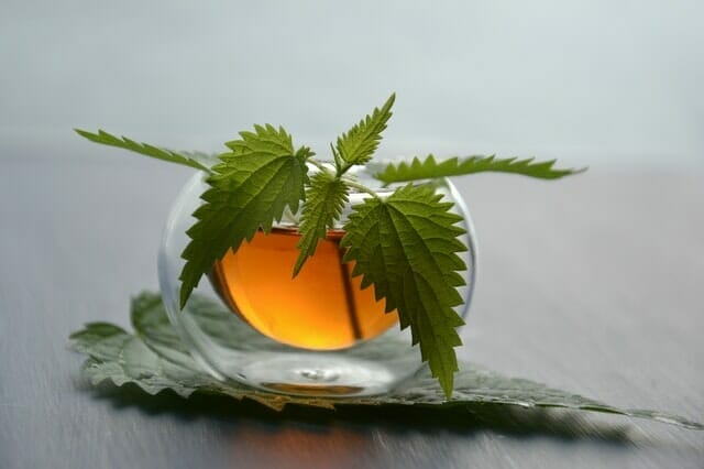 Nettle leaves