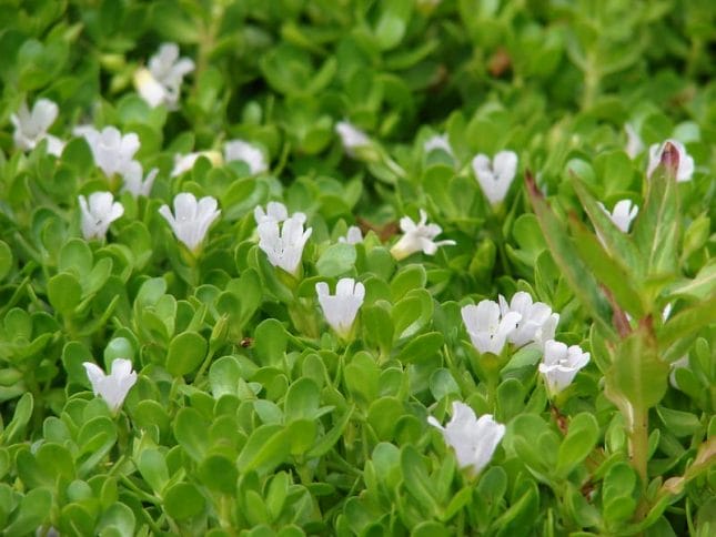 bacopa monnieri