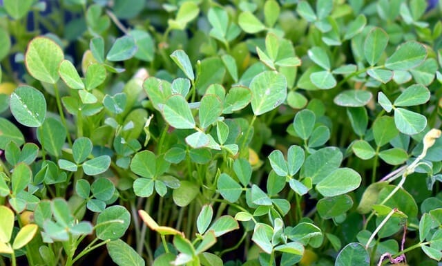  fenugreek