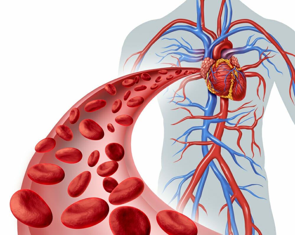 graphic depicting the circulatory system