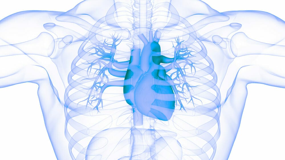  graphic depicting the human heart