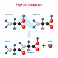  peptide synthesis