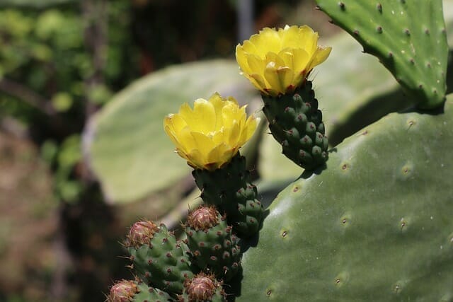  prickly pear