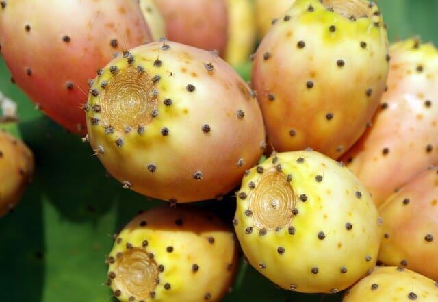  prickly pear