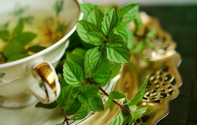  Herbal tea in a cup