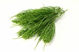 field horsetail