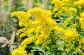goldenrod