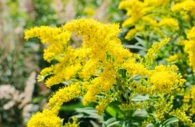  goldenrod