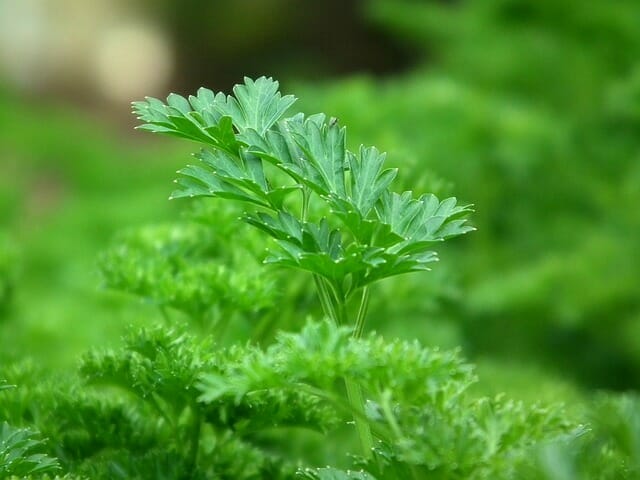  Parsley root