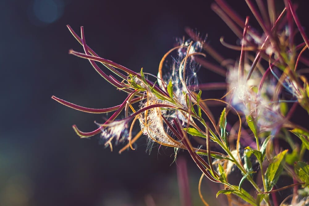Small-flowered willow