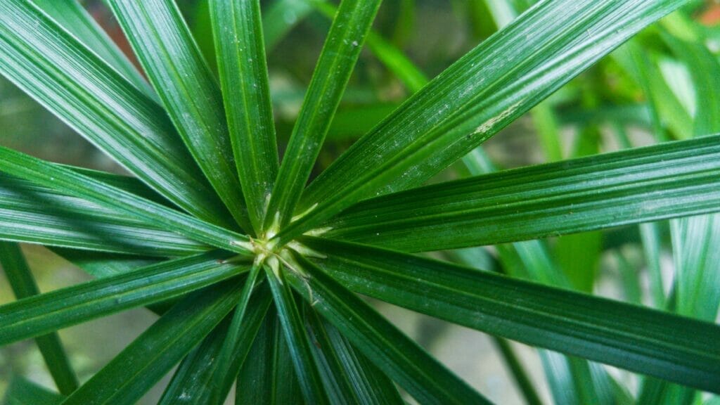 sabal palm
