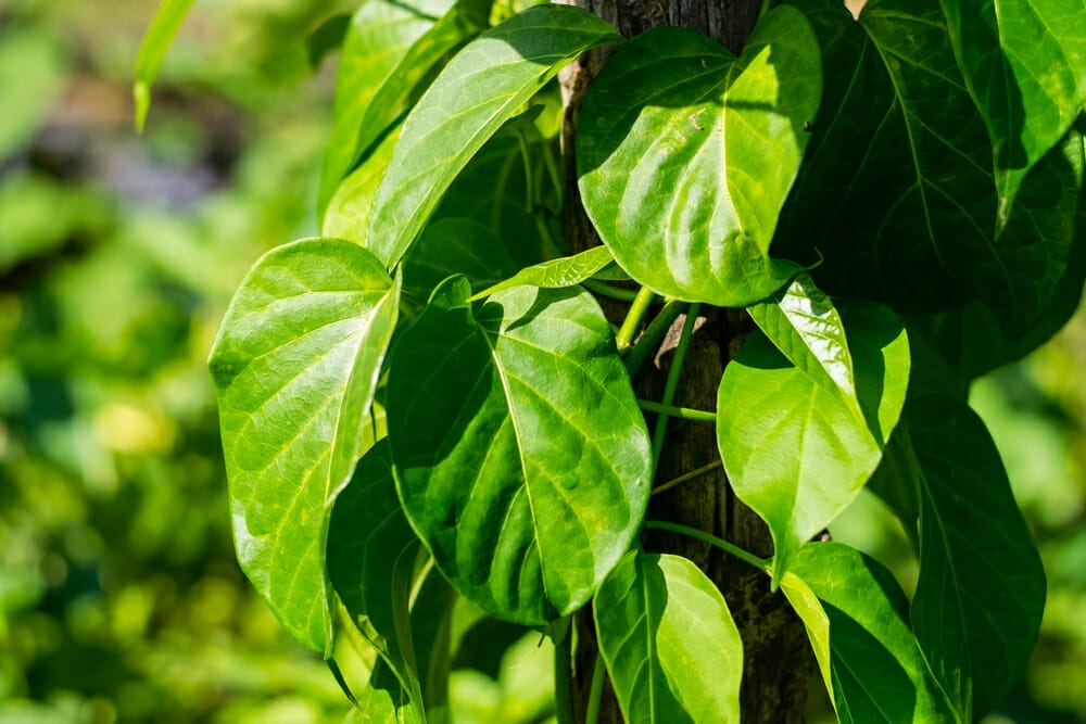  Gymnema sylvestre (gurmar)