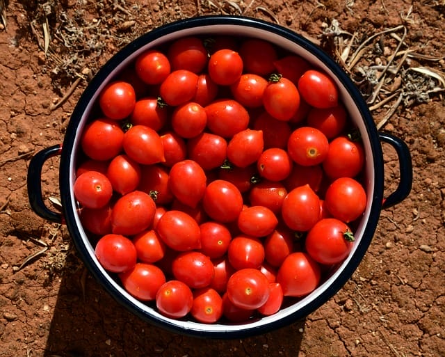  Tomatoes in the pot