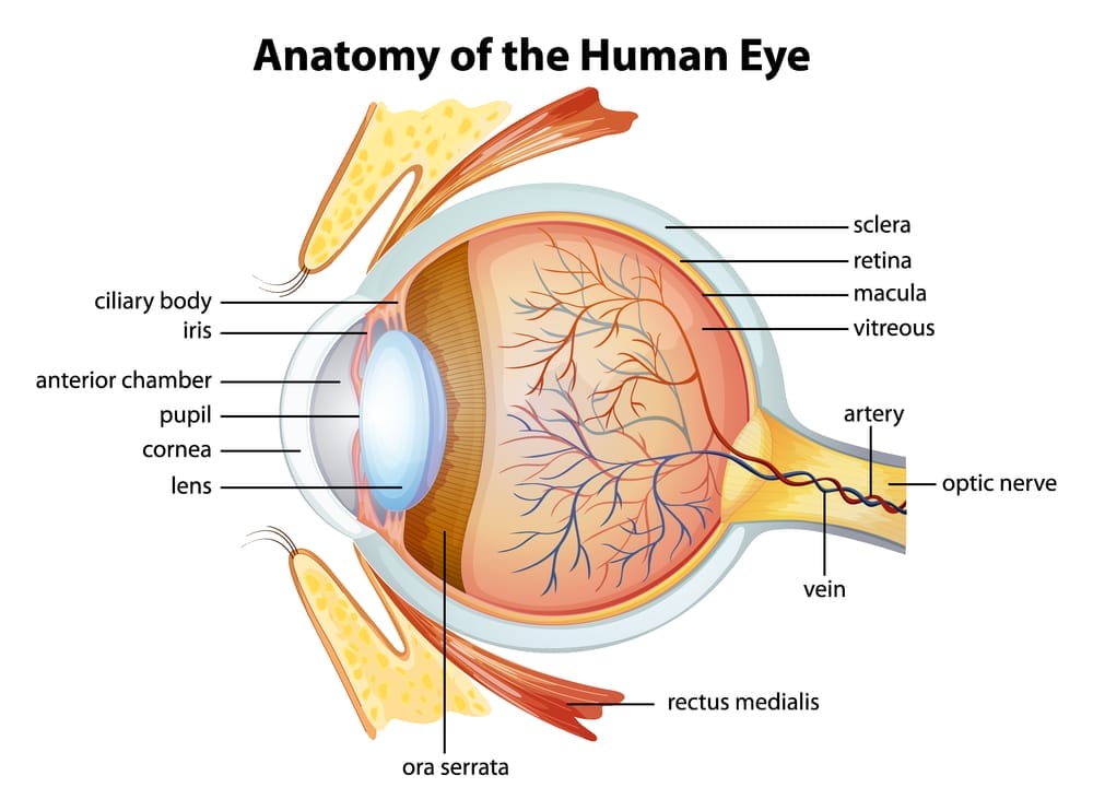  diagram of the human eye