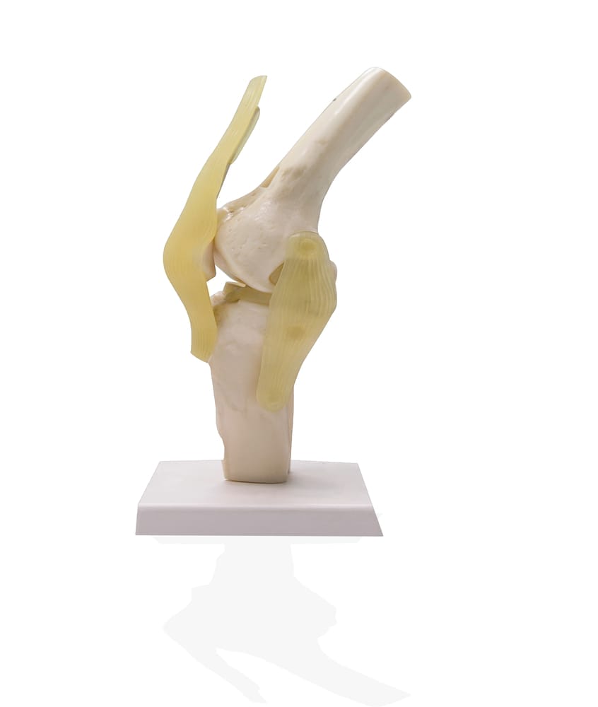  knee joint