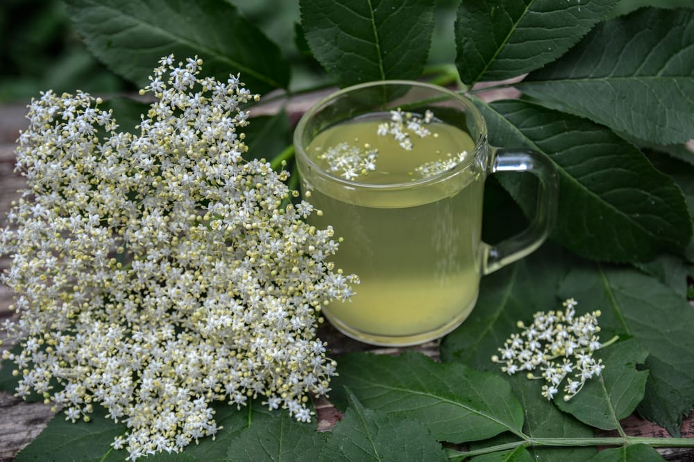  Elderberry flowers, next to a glass with an infusion of elderberry flowers