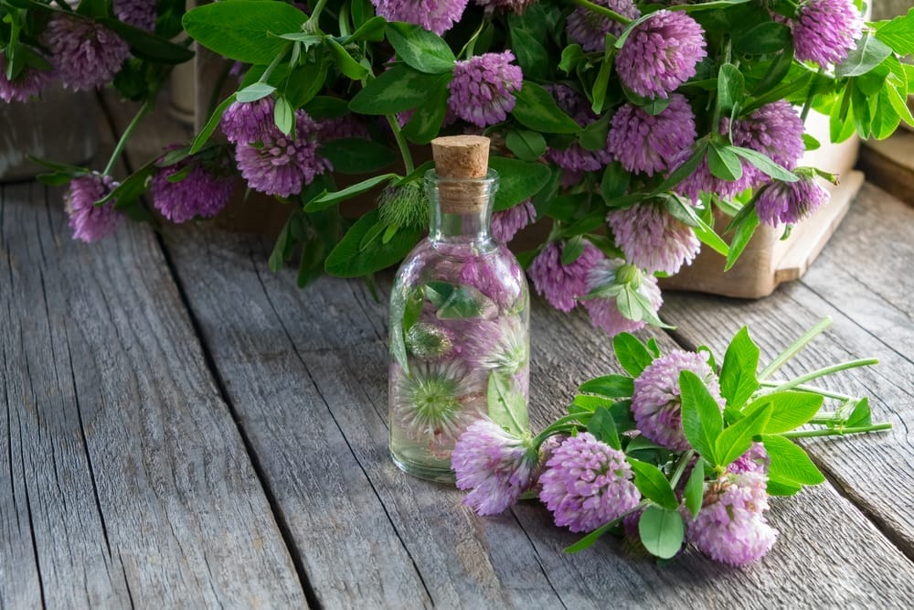 Red clover flowers, next to a flacon of clover extract