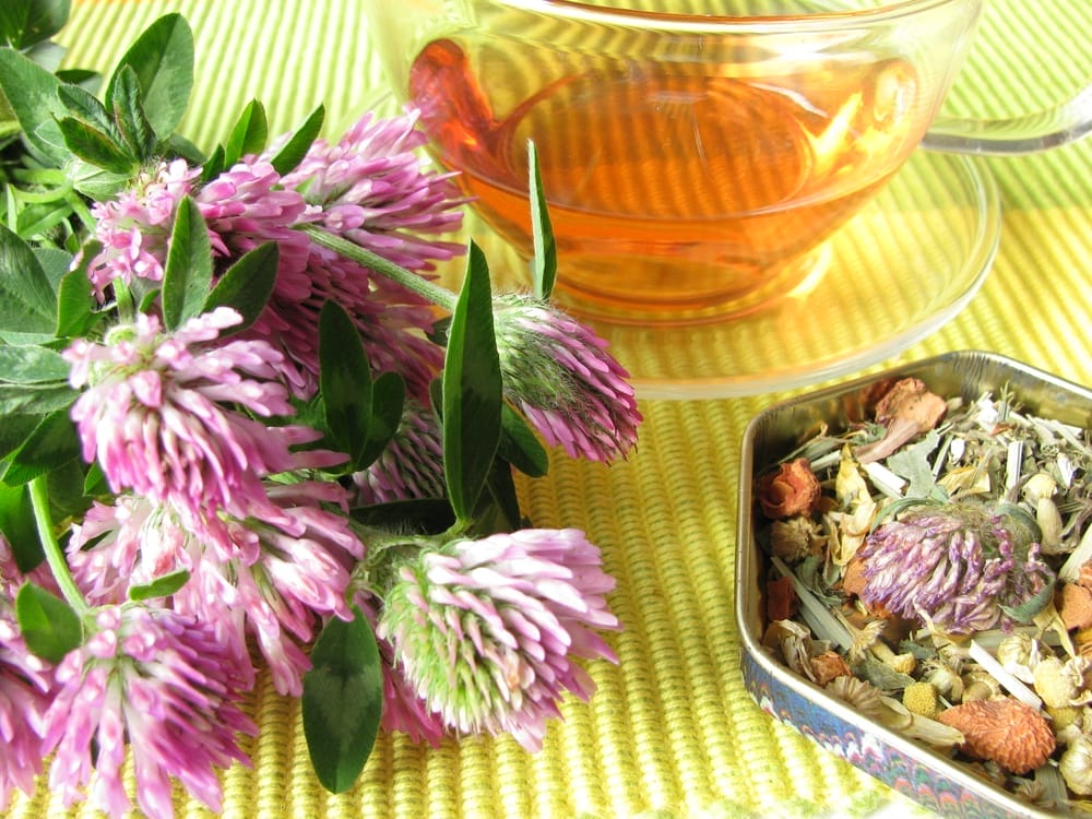 Fresh and dried meadow clover, next to clover herbal infusion