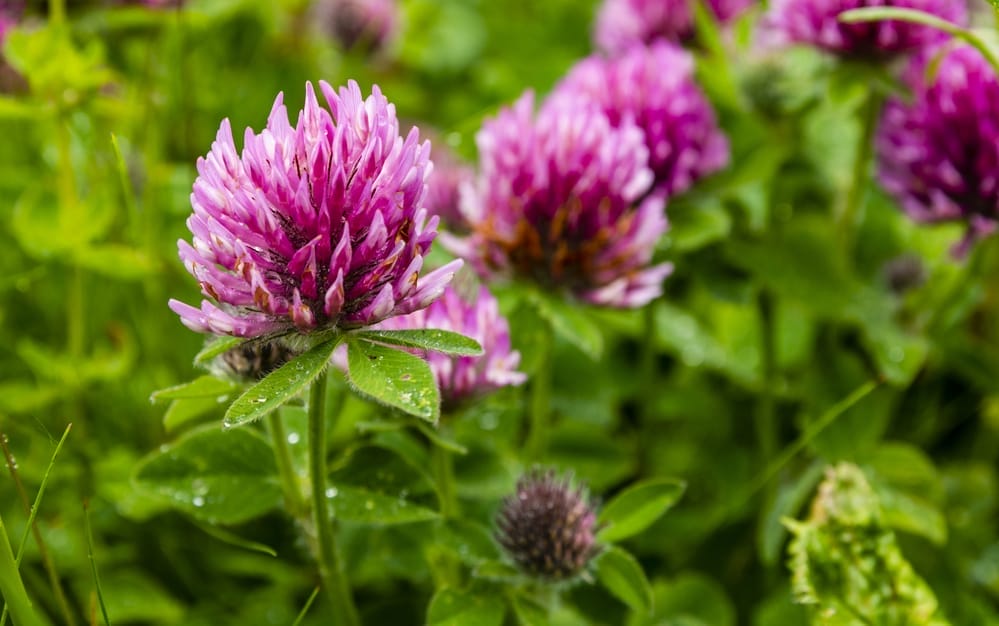 red clover