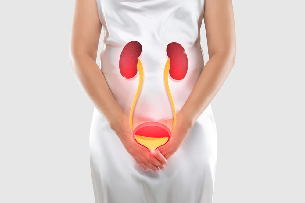 urinary system